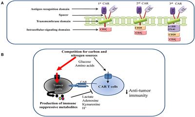 A Metabolism Toolbox for CAR T Therapy